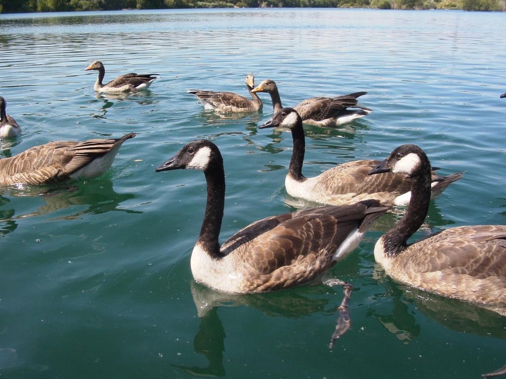 B&B Am See Koeln - Privatzimmer Camera foto
